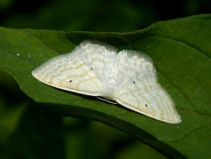 Scopula (Calothysanis) immutata...da confermare.